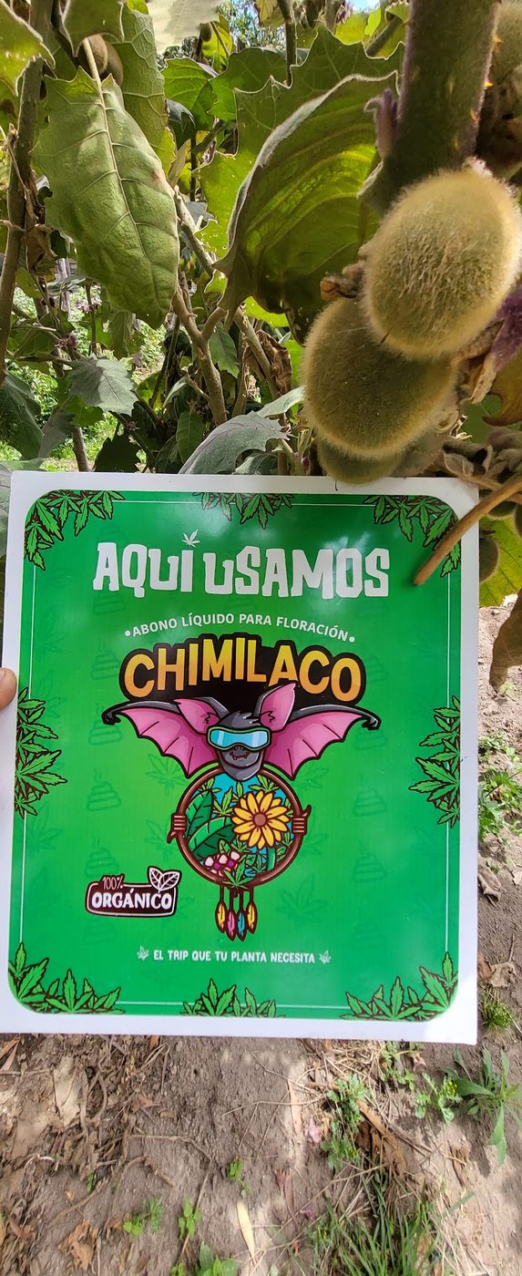 Cultivo SOMA